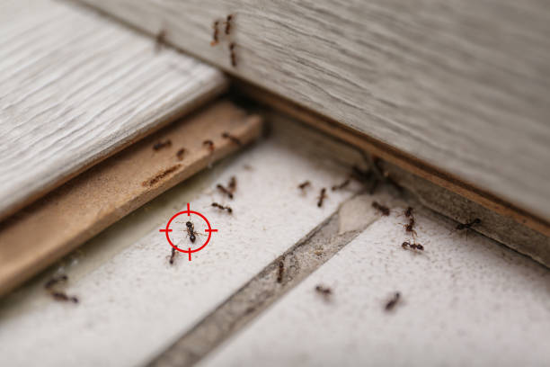Best Local Pest Control Services  in Marfa, TX