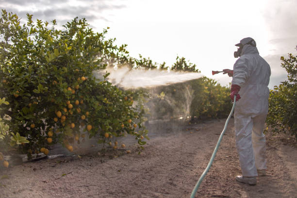 Best Ant Control Services  in Marfa, TX